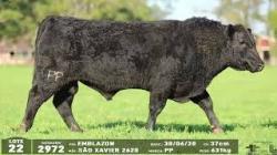 lote 22 - 2972