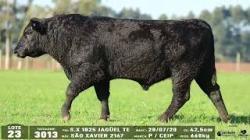 lote 23 - 3013