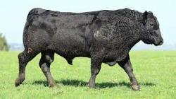 lote 25 - 2982TE