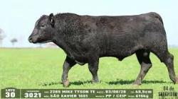 lote 30 - 3021