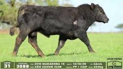 lote 31 - 3088