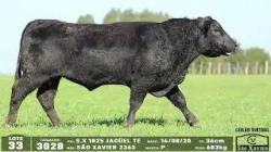 lote 33 - 3028