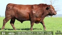 lote 34 - 3022