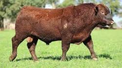 lote 35 - 2936