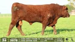 lote 36 - 3070