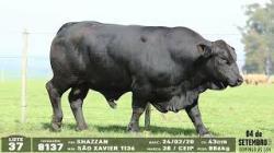 lote 37 - 8137