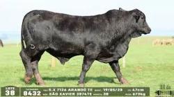 lote 38 - 8434