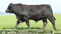 lote 40 - 8419TE
