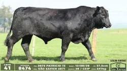 lote 41 - 8474