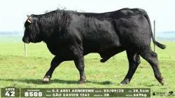 lote 42 - 8508