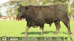 lote 43 - 8349