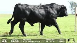 lote 44 - 8430