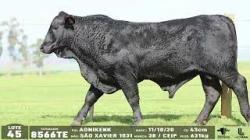 lote 45 - 8566TE
