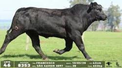 lote 46 - 8353