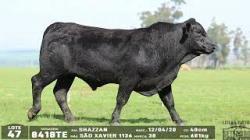 lote 47 - 8418TE