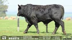 lote 49 - 8565TE