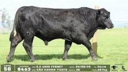 lote 50 - 8463
