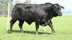 lote 51 - 8423TE