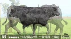 lote 53 - 8560TE
