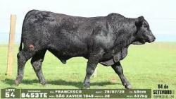 lote 54 - 8453