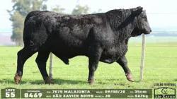 lote 55 - 8469