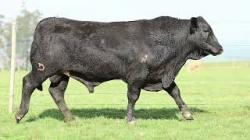 lote 56 - 8513