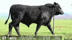 lote 57 - 8572