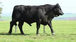 lote 58 - 8509