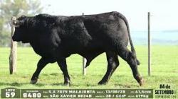 lote 59 - 8480