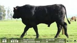 lote 60 - 8378