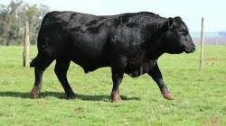 lote 61 - 8461