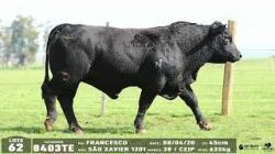 lote 62 - 8403TE
