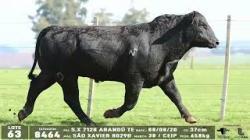 lote 63 - 8464