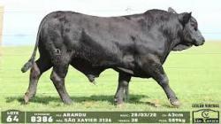 lote 64 - 8386