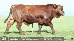 lote 65 - 8456