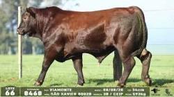 lote 66 - 8468