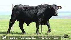 lote 67 - 8593