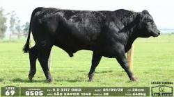 lote 69 - 8505