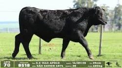 lote 70 - 8518