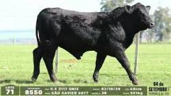 lote 71 - 8450