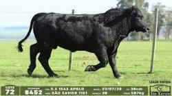 lote 72 - 8452