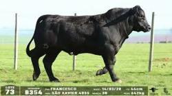 lote 73 - 8354