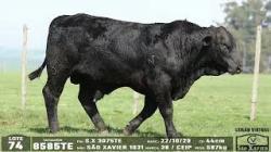 lote 74 - 8585TE