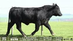 lote 75 - 8498