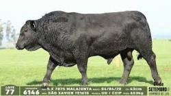 lote 77 - 6146