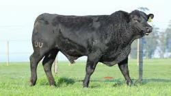 lote 79 - 6144