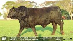 lote 80 - 6151
