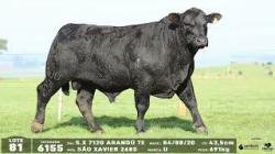 lote 81 - 6155
