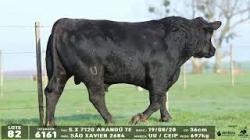 lote 82 - 6161