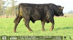 lote 83 - 6150